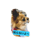 チワワの僕（個別スタンプ：6）