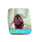 チワワの僕（個別スタンプ：7）