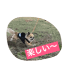 チワワの僕（個別スタンプ：8）