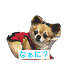 チワワの僕（個別スタンプ：9）