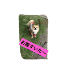 チワワの僕（個別スタンプ：10）