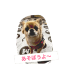 チワワの僕（個別スタンプ：15）