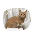 僕チョッピー（個別スタンプ：9）