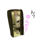 僕チョッピー（個別スタンプ：13）