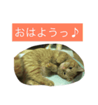 僕チョッピー（個別スタンプ：16）