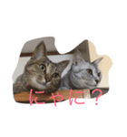 グー（サバトラ）とデー（キジトラ）（個別スタンプ：4）