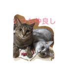 グー（サバトラ）とデー（キジトラ）（個別スタンプ：7）