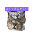 グー（サバトラ）とデー（キジトラ）（個別スタンプ：8）