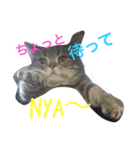 MINTO＆family（個別スタンプ：7）