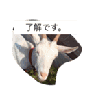 バタジャム（個別スタンプ：7）