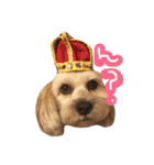 ミックス犬りょうま 2（個別スタンプ：1）