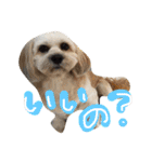 ミックス犬りょうま 2（個別スタンプ：2）