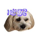 ミックス犬りょうま 2（個別スタンプ：3）