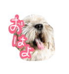 ミックス犬りょうま 2（個別スタンプ：5）