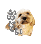 ミックス犬りょうま 2（個別スタンプ：6）