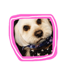 ミックス犬りょうま 2（個別スタンプ：10）