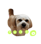 ミックス犬りょうま 2（個別スタンプ：11）