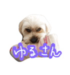 ミックス犬りょうま 2（個別スタンプ：12）