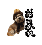 ミックス犬りょうま 2（個別スタンプ：13）