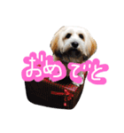 ミックス犬りょうま 2（個別スタンプ：14）