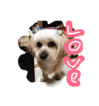 ミックス犬りょうま 2（個別スタンプ：15）