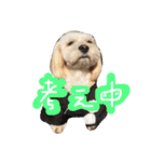 ミックス犬りょうま 2（個別スタンプ：16）