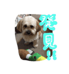 ミックス犬りょうま 2（個別スタンプ：18）