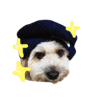 ミックス犬りょうま 2（個別スタンプ：19）