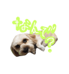 ミックス犬りょうま 2（個別スタンプ：22）