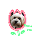ミックス犬りょうま 2（個別スタンプ：23）