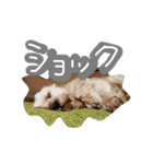 ミックス犬りょうま 2（個別スタンプ：25）