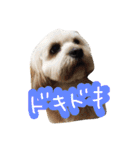 ミックス犬りょうま 2（個別スタンプ：28）
