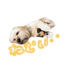 ミックス犬りょうま 2（個別スタンプ：30）