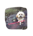 ミックス犬りょうま 2（個別スタンプ：31）