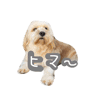 ミックス犬りょうま 2（個別スタンプ：33）