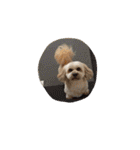 ミックス犬りょうま 2（個別スタンプ：34）