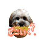 ミックス犬りょうま 2（個別スタンプ：35）