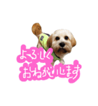 ミックス犬りょうま 2（個別スタンプ：36）