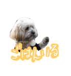 ミックス犬りょうま 2（個別スタンプ：37）