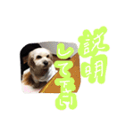 ミックス犬りょうま 2（個別スタンプ：38）