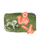 ミックス犬りょうま 2（個別スタンプ：39）