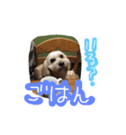 ミックス犬りょうま 2（個別スタンプ：40）