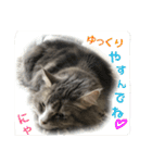 シェリーの日常（個別スタンプ：1）