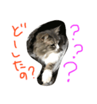 シェリーの日常（個別スタンプ：3）