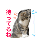 シェリーの日常（個別スタンプ：5）