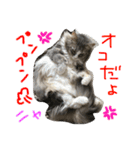シェリーの日常（個別スタンプ：6）