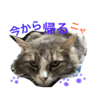 シェリーの日常（個別スタンプ：15）