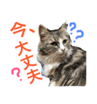 シェリーの日常（個別スタンプ：16）