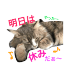 シェリーの日常（個別スタンプ：17）