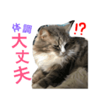 シェリーの日常（個別スタンプ：18）